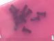 SMALL METAL PARTS,SCREW,VENUS=>51629293