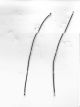 RF CABLE BLACK